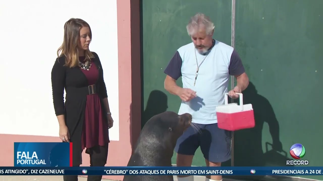 FALA PORTUGAL - Conheça a famosa Baía dos Golfinhos