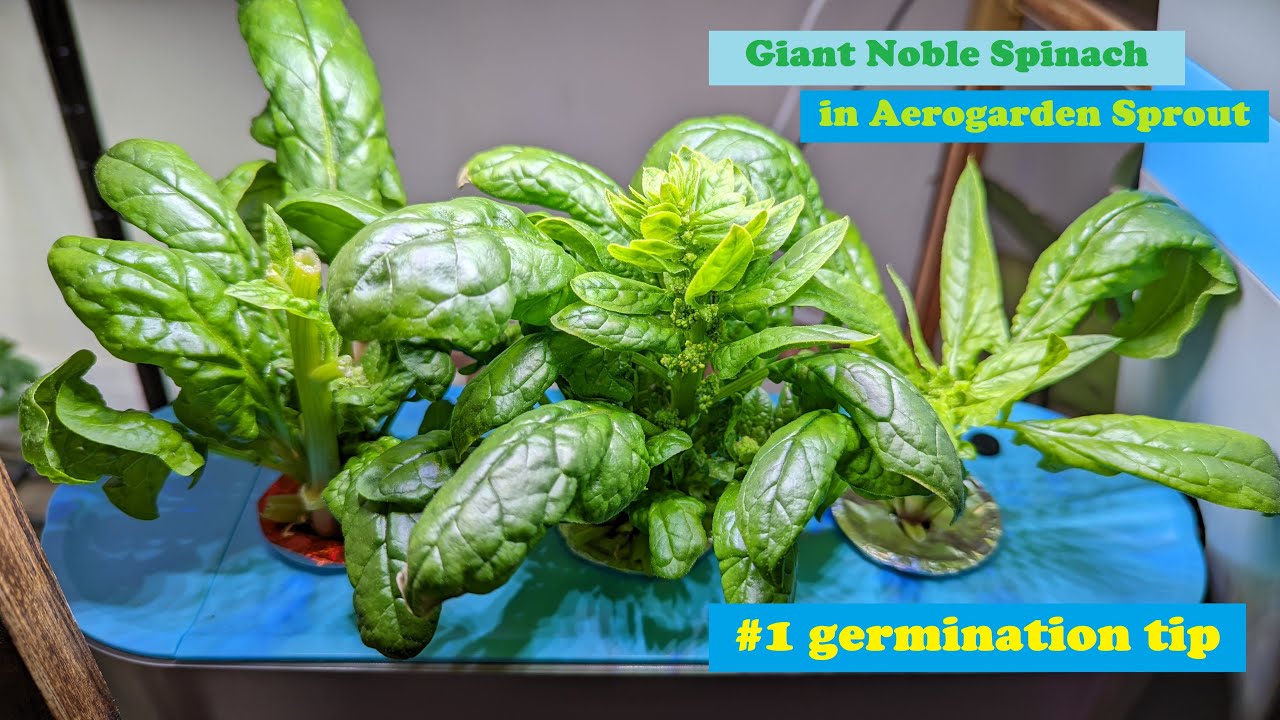 Grow Giant Noble Spinach in Aerogarden Sprout, with germination and transplanting tips