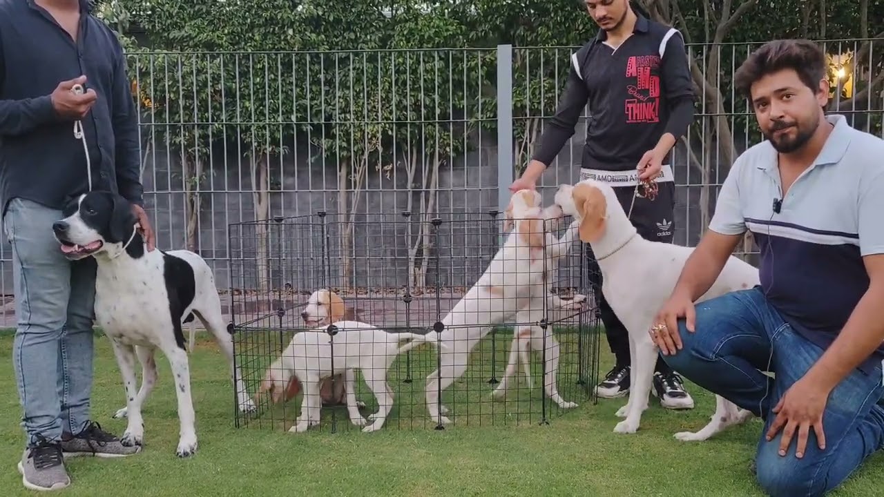 TM farm Litter Annoucement ||  English Pointers || from imported Parents || Pakistan point