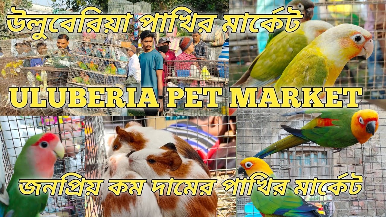 Uluberia Bird market cheapest pet market all bird 🐦 🕊️ price update 21 February 2026
