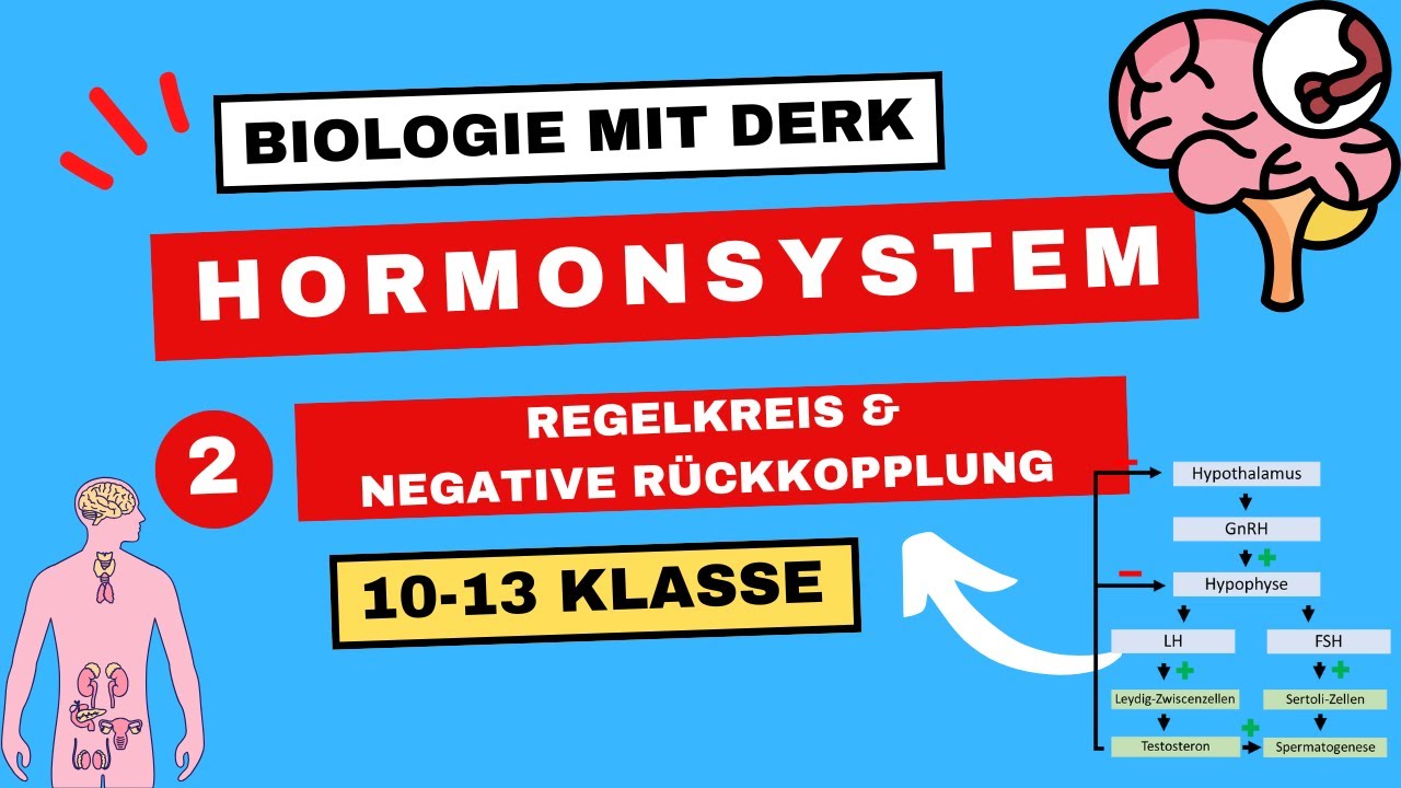 Hormonsystem | 2 | Regelkreis & Negative Rückkopplung | 10 - 13 Klasse