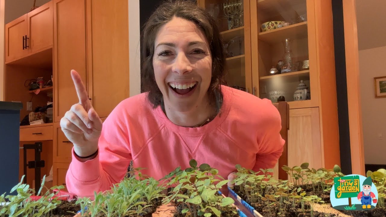 SUCCESS With Ranunculus and Anemones! Update on ALL Seedlings, Dahlia Tubers & Fertilizer Session!