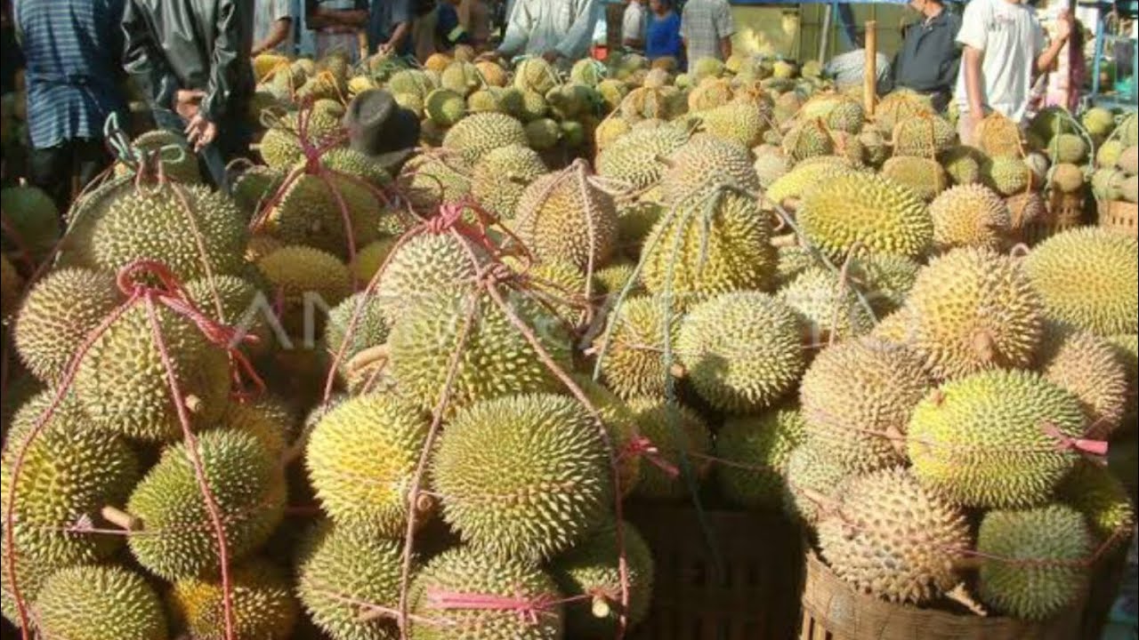 pasar Durian Pasrepan pasuruan hari Selasa dan Kamis tonton sampai habis tips memilih dan menawar