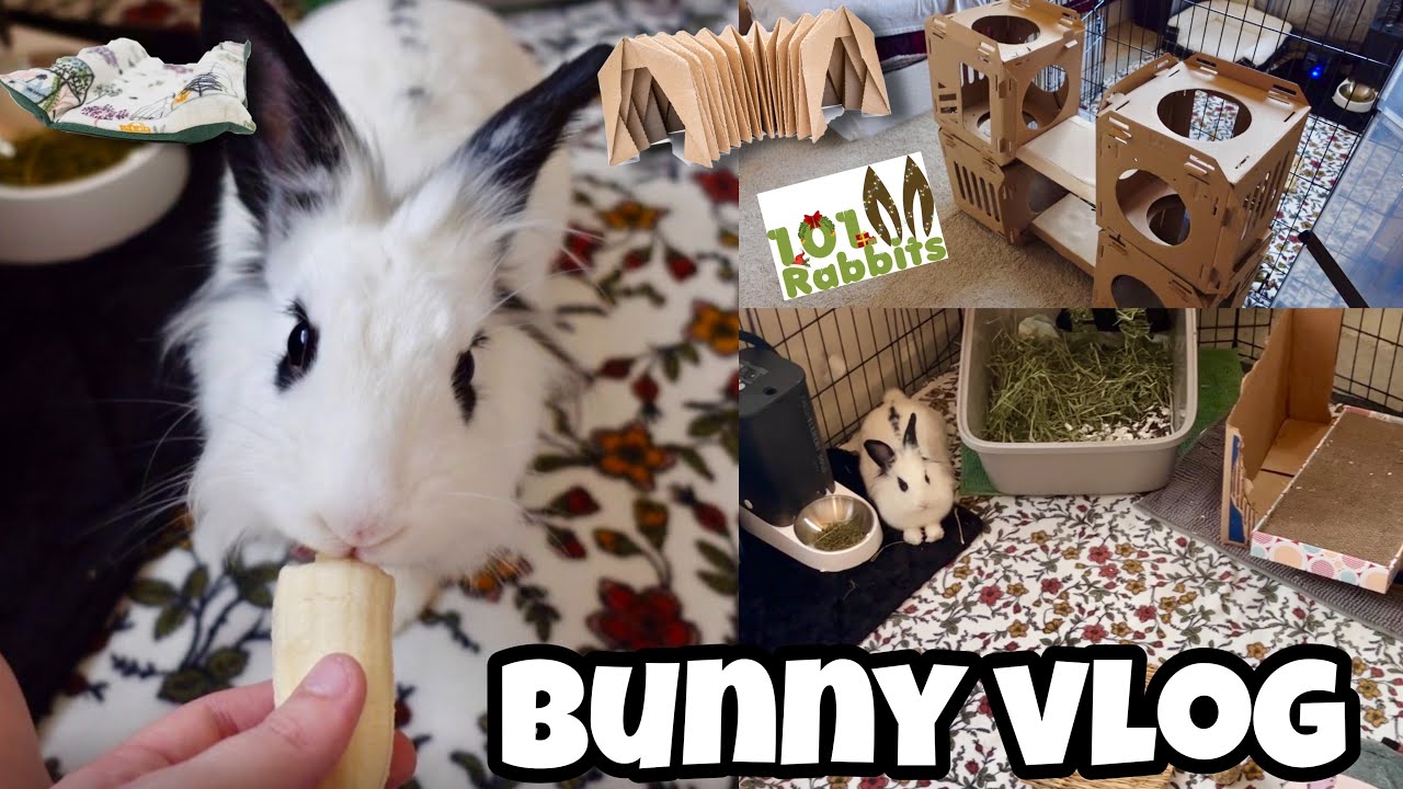 HUGE BUNNY VLOG🐰 | free roaming, haul + cleaning |