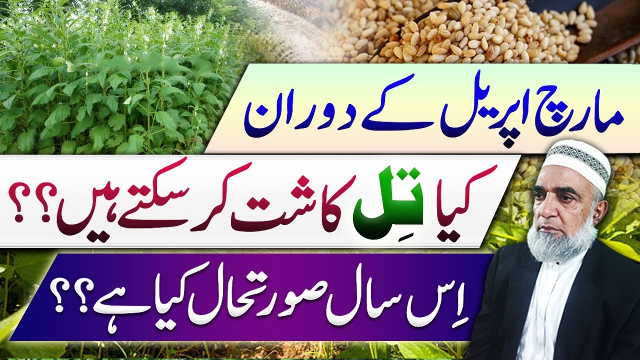 Feasibility of  Late Spring Planted Sesame cultivation in 2025 || Crop Reformer