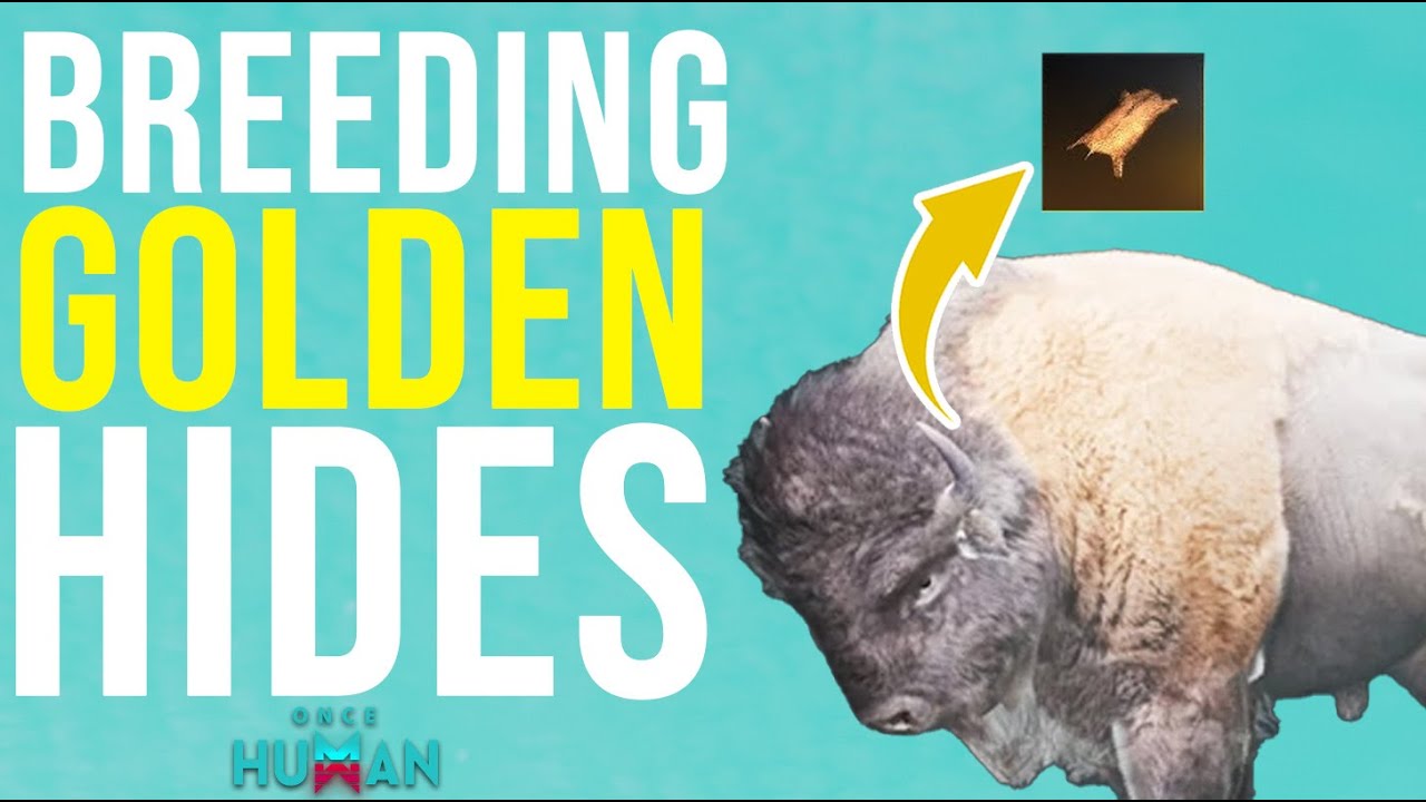 BEST WAY TO GET GOLDEN BUFFALO HIDES FROM BREEDING-ONCE HUMAN (WAY OF THE WINTER)