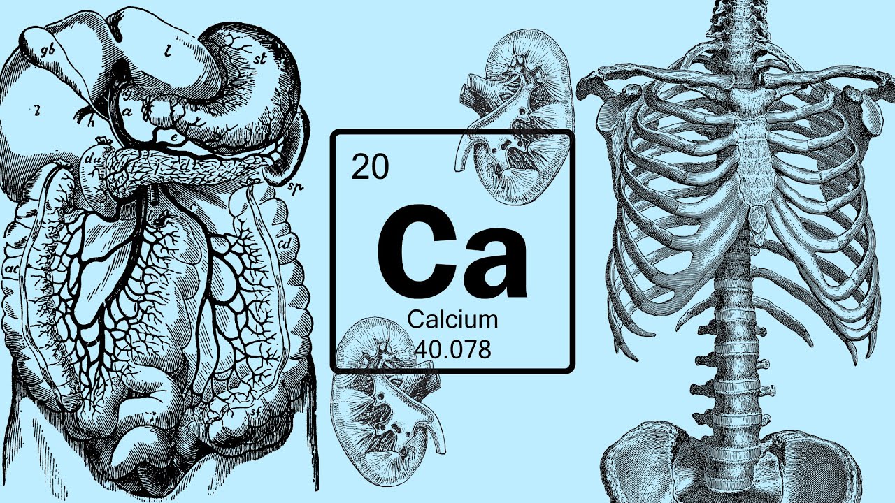 Fisiología del CALCIO y fosfato