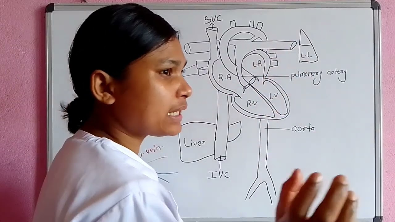 On this video explain fetal circulation in a simple and easy way.