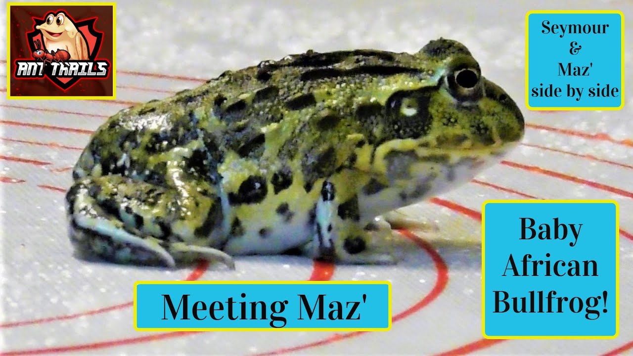 A Step Back In Time, Giant African Bullfrog