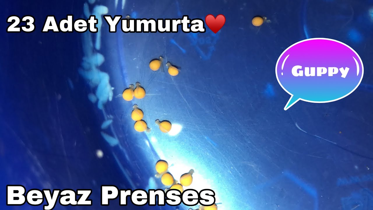 BEYAZ PRENSES CİKLET KUSTURMA.23 ADET YAVRU KUSTURDUK!!