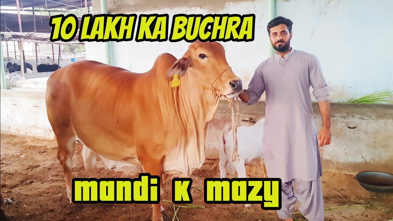 Mandi qurbani k janwar sy bhar gai