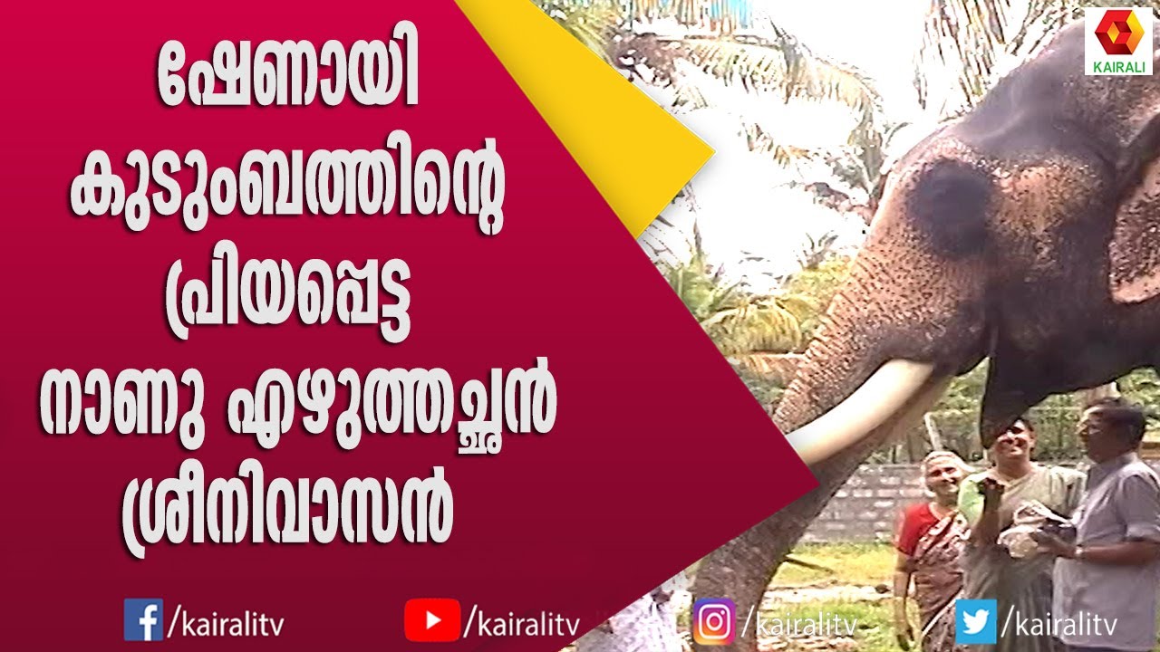 ശാന്തനായിരുന്ന നാണു എഴുത്തച്ഛൻ ശ്രീനിവാസൻ | Ezhuthachan Sreenivasn Elephnat | E for Elephant