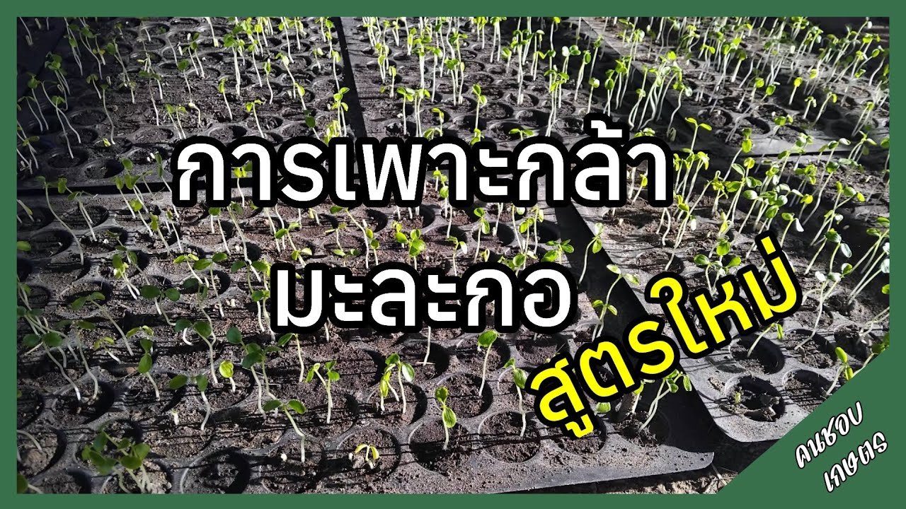 การเพาะกล้า มะละกอ สูตรใหม่