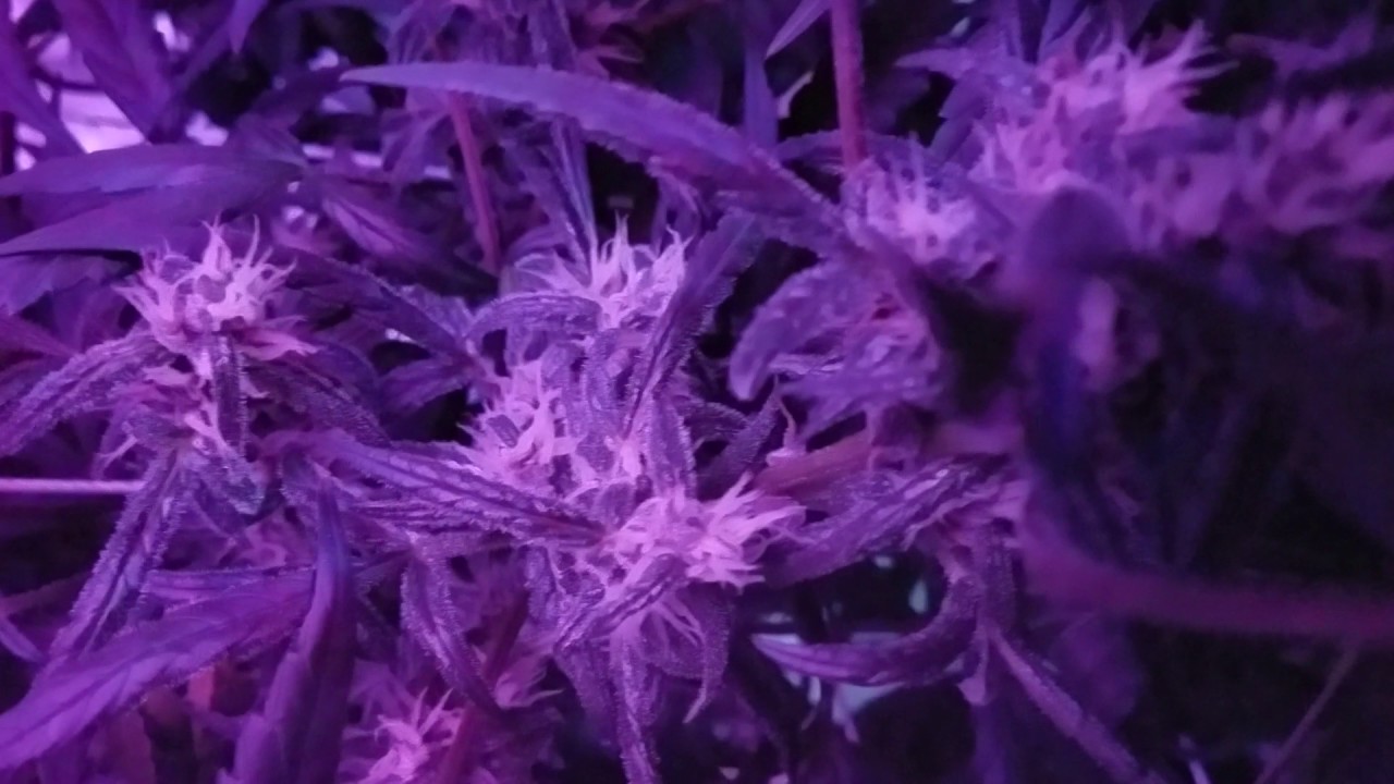First Grow 1.4 - Day 60 From Seed (Autoflower, DWC, LED)