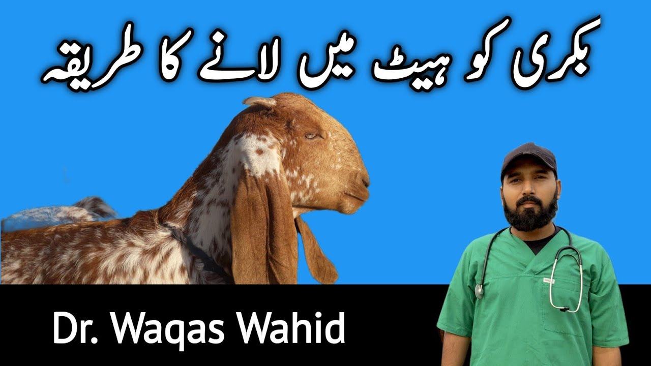 بکری کو ہیٹ میں لانے کا طریقہ | Treatment of anestrus in goat