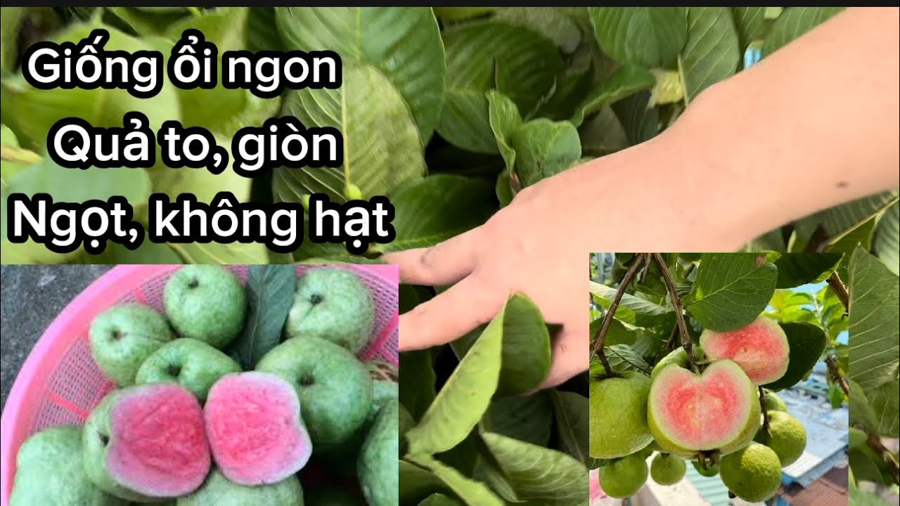 Giống ổi ngon nhất hiện nay, nên trồng giống ổi nào, giống ổi kinh tế, Giòn ngọt dễ trồng