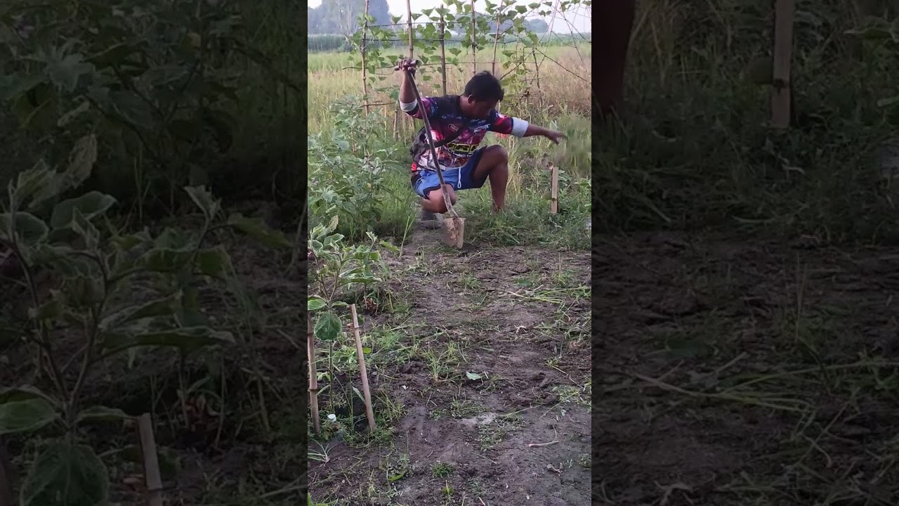 Bonut ng damo sa garden