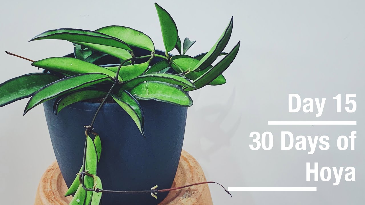Hoya wayetii | 30 дней Хойи - 15 из 30