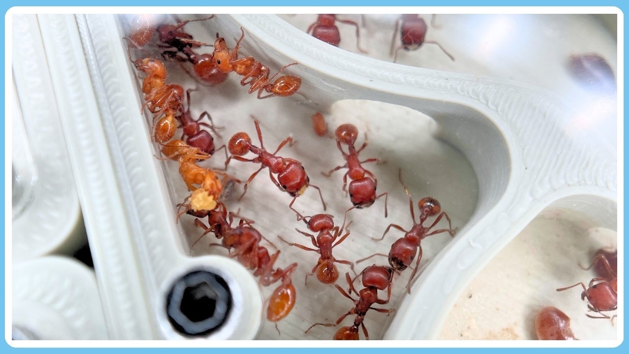 Pogonomyrmex barbatus : après 20 mois d'élevage, où en est ma colonie ?