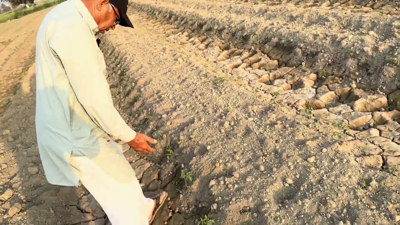 टमाटर 🍅 के छोटे पौधे पर मिट्टी चढ़ाने के क्या क्या फायदे होते है।