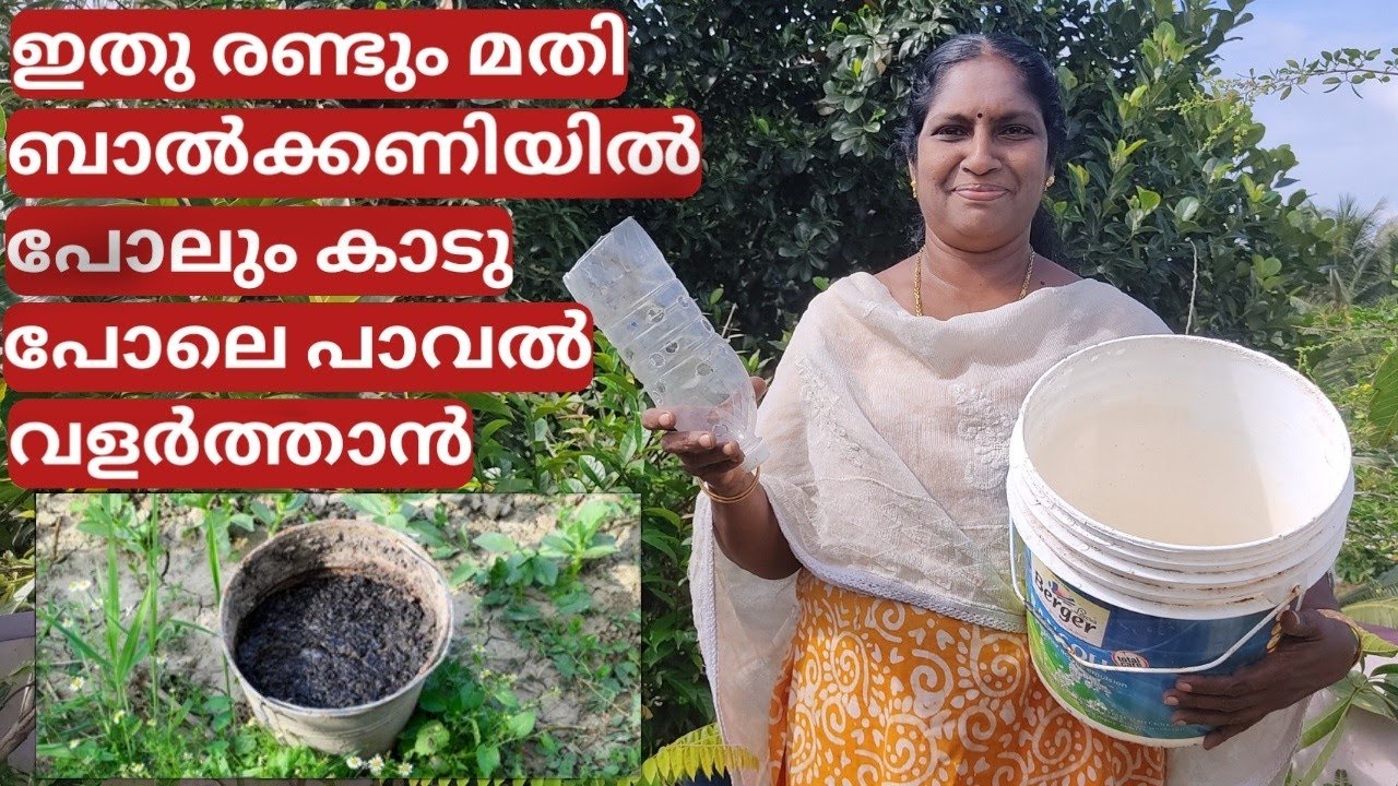 ഇതു രണ്ടും മതി ബാൽക്കണിയിൽ പോലും കാടു പോലെ പാവൽ വളർത്താൻ | bitter gourd planting in pot | Malayalam