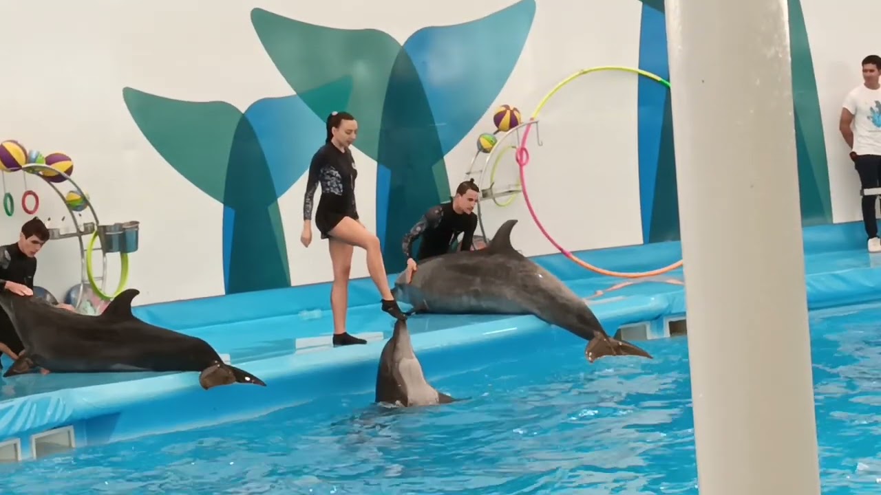 DOLPHINARIUM SHOW SUPER SHOW TICKET 600 BHAT