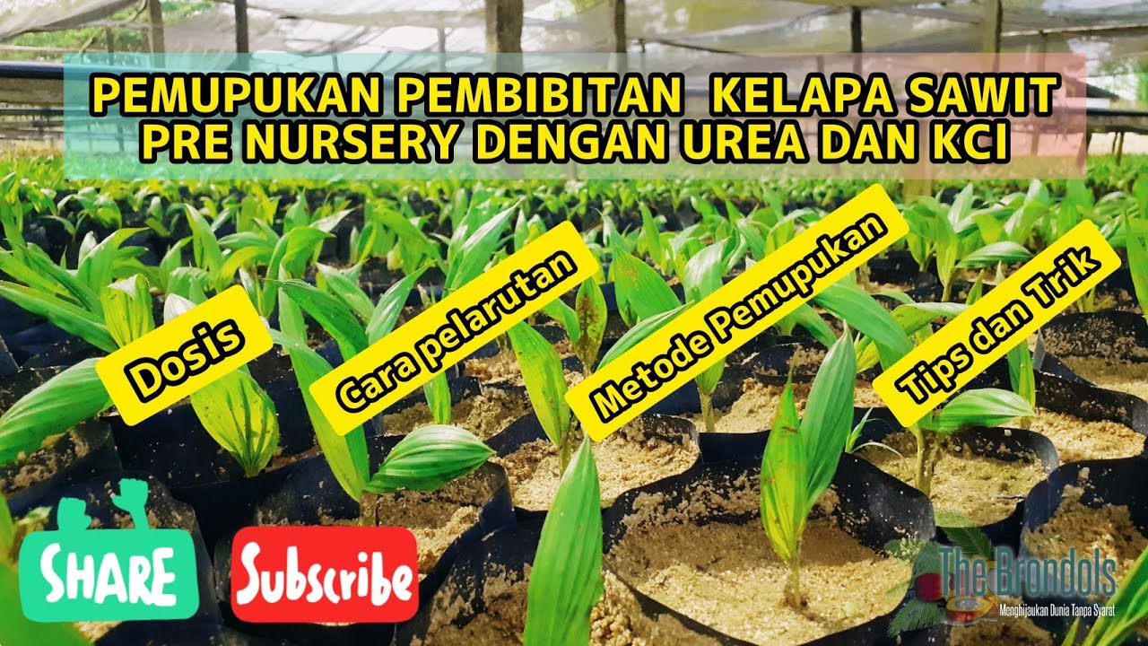 PEMUPUKAN BIBIT KELAPA SAWIT DI PRE NURSERY (POLIBAG KECIL)