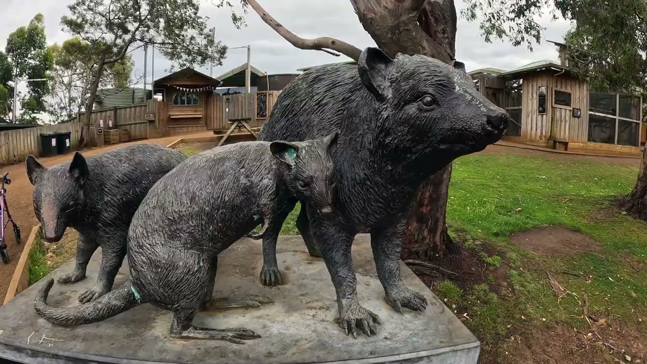 Feeding Kangaroos & Meeting Wombats | Bonorong Wildlife Tour, Tasmania