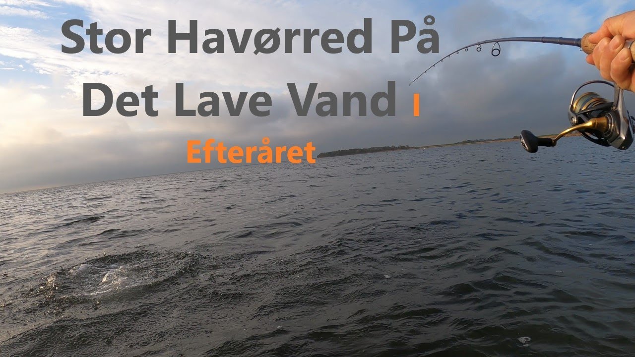 Stor Havørred På Det Lave Vand I Efteråret
