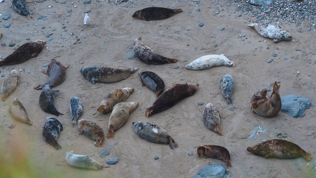 Grey Seals (Halichoerus grypus) - Cornwall UK