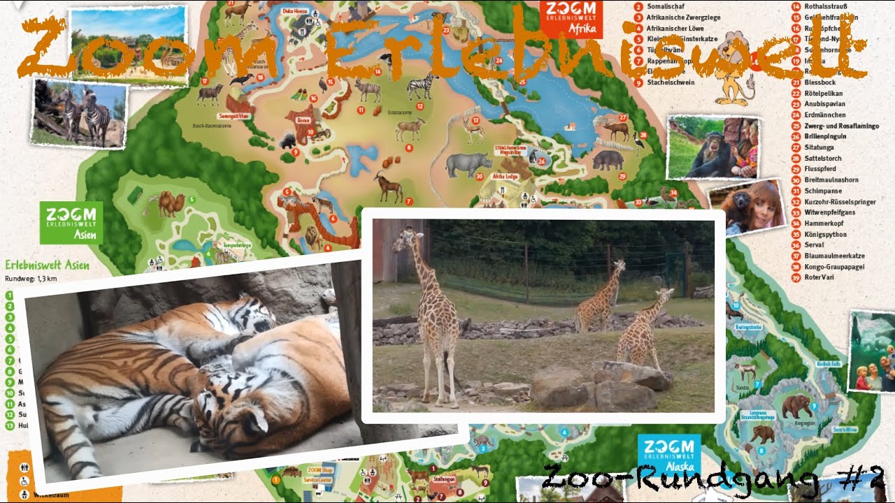 ZOOM Erlebniswelt Gelsenkirchen 2020 🐻🦁🦧 | Zoo-Rundgang #2