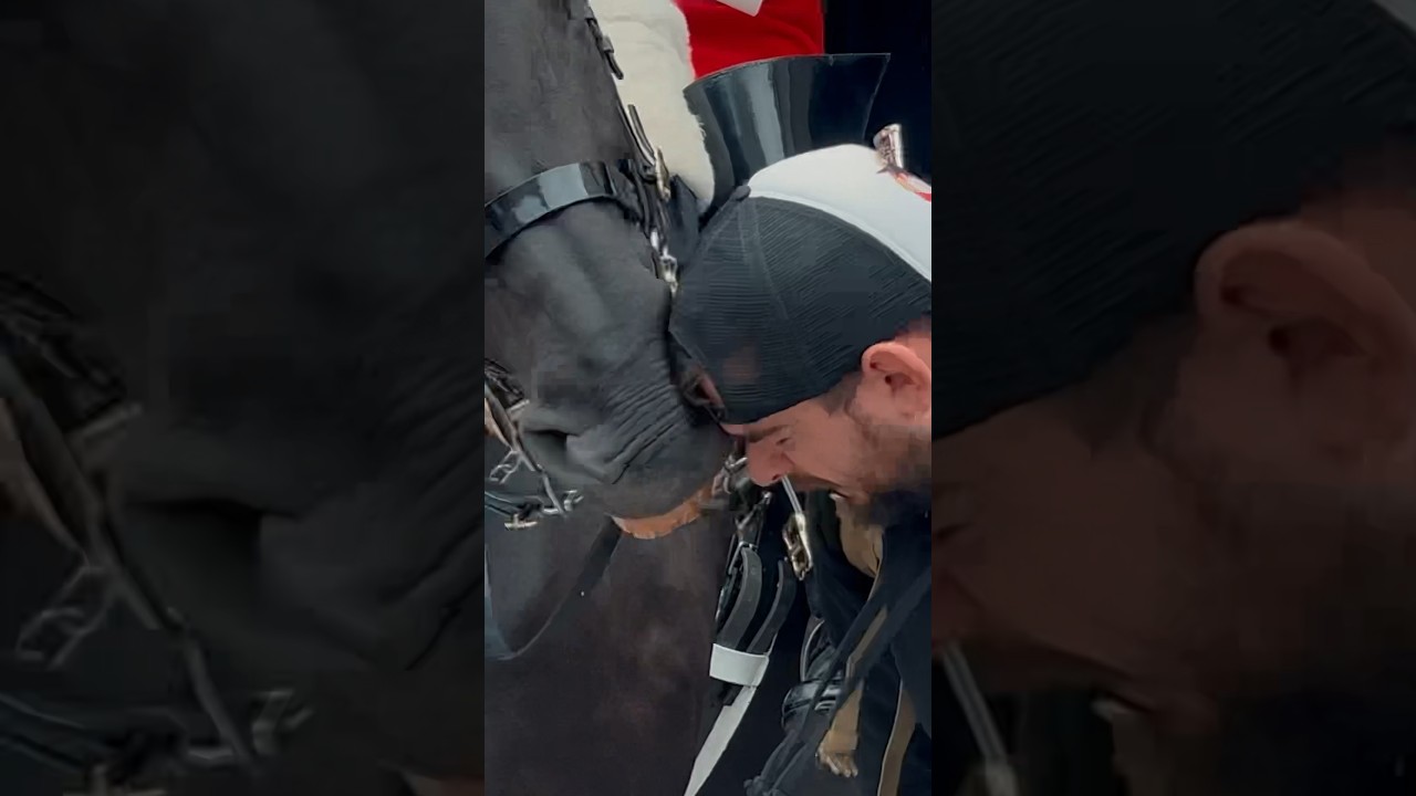 HORSE HITS HIS FACE! ⚠️🐎 | Horse Guards, Royal guard, Kings Guard, Horse, London, 2024