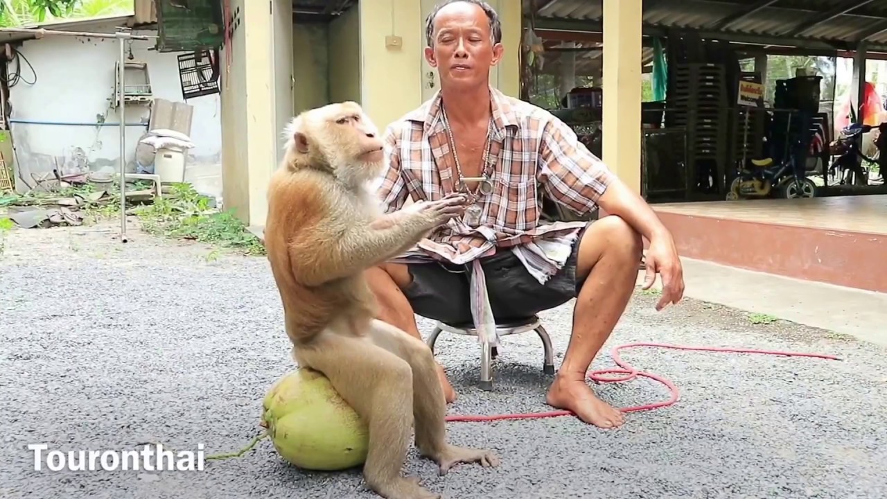 monkey training for Coconut orchard ศูนย์ฝึกลิง กระแดะแจะ ดูลิงเรียนปีนมะพร้าว น่ารักสุดไปเลย