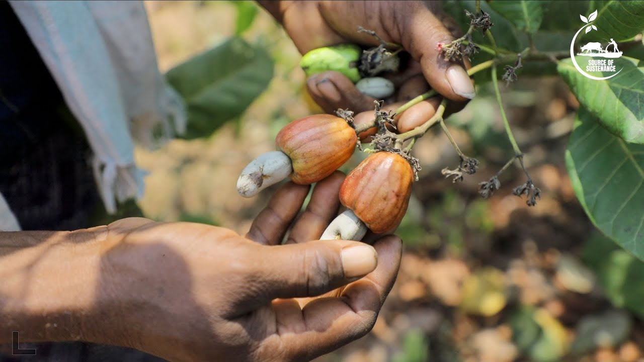 The wonder nut | CASHEW CULTIVATION