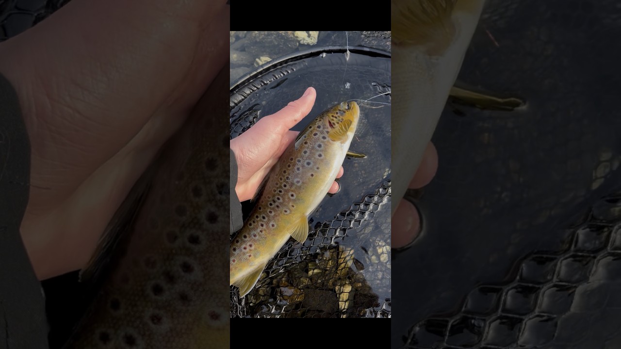 En spennende dag med fluefiske i bergen
