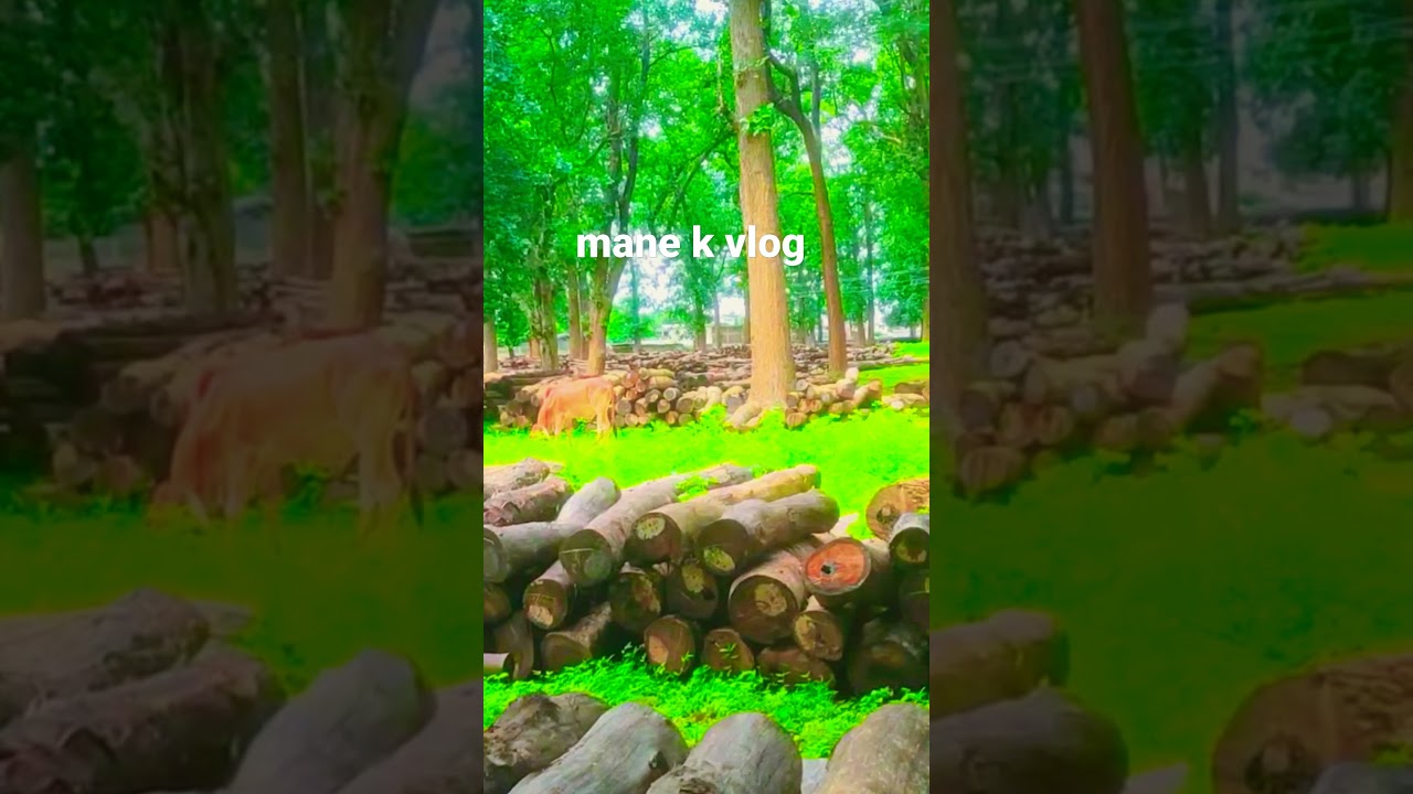 Beautiful  nature | mane k vlog |  #short #shorts #youtubeshort #youtubeshorts #shortvideo #cg