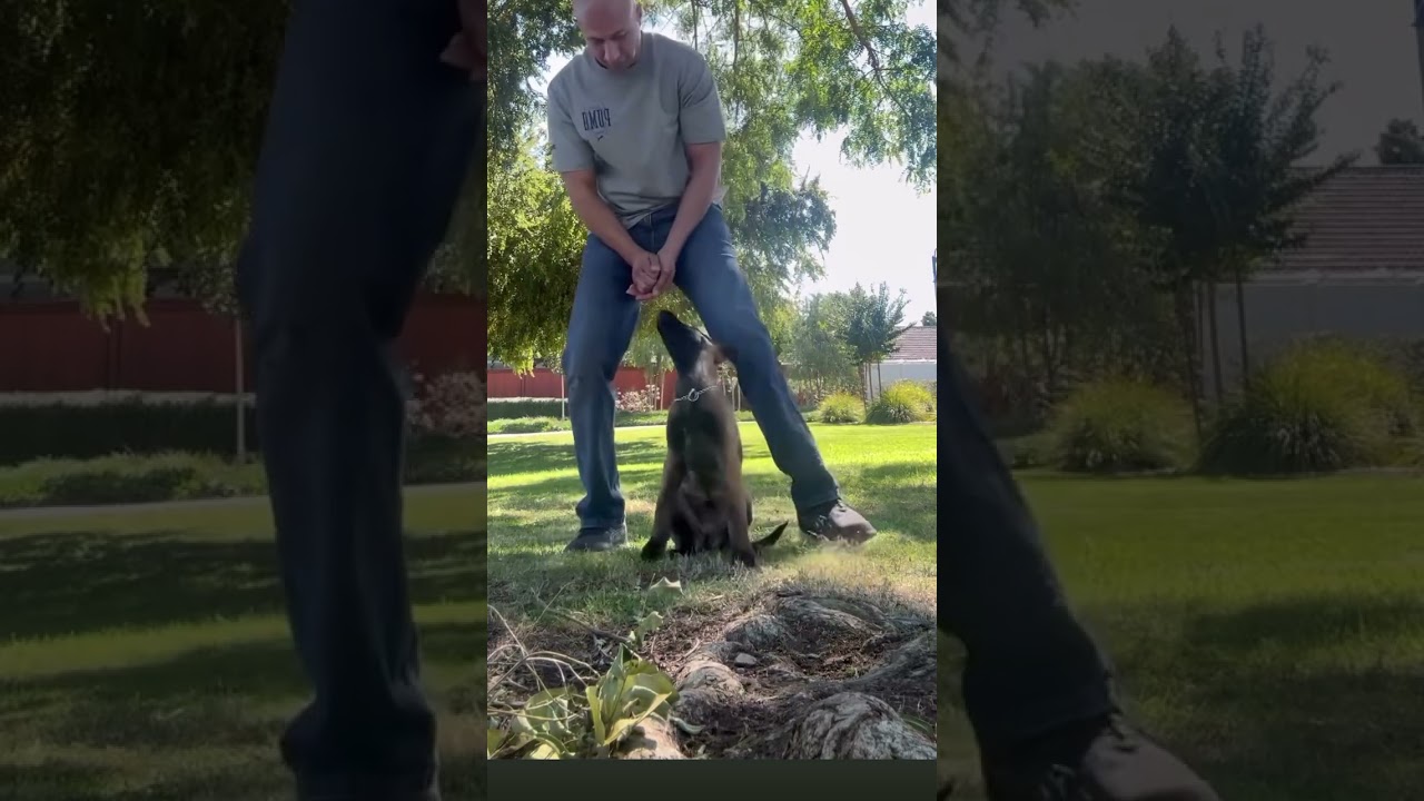 Early training builds lifelong habits! 12 weeks old Austin Tx  puppy