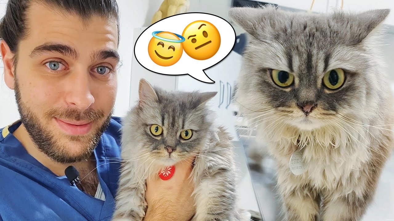 АНГЕЛЬСКИЙ КОШКА! У кота уникальный характер! #TheVet