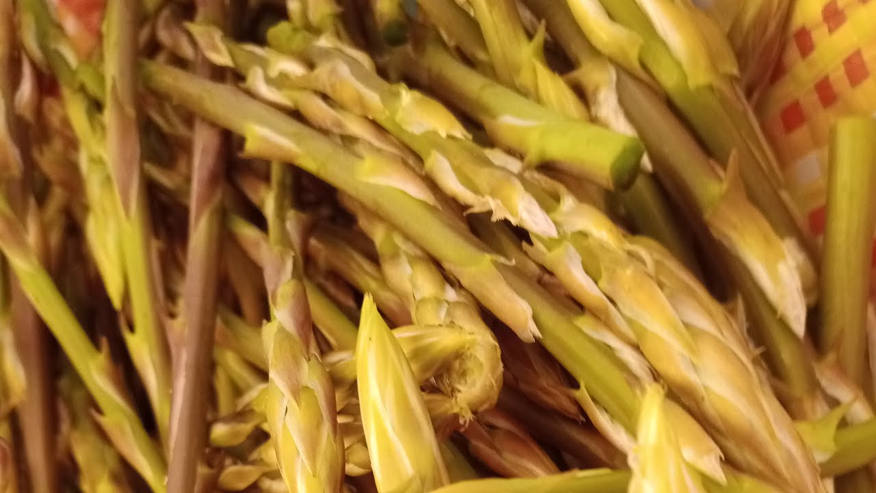 يوم مع الهيليون لاسبيرج في الطبيعة 🌿🌱