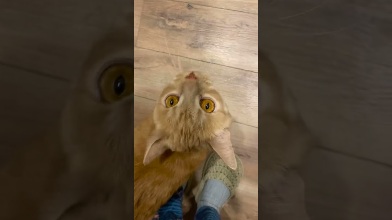 #собака #мистеркот #видосыоткота #позитив #позитив #веселыекоты #популярное #котик