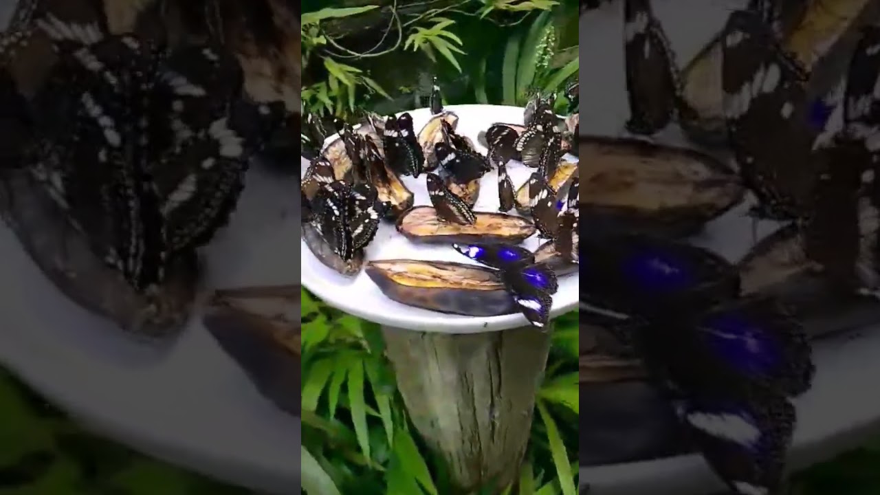 butterfly 🦋 eating banana #asmr #satisfying #food #viral #ytshorts