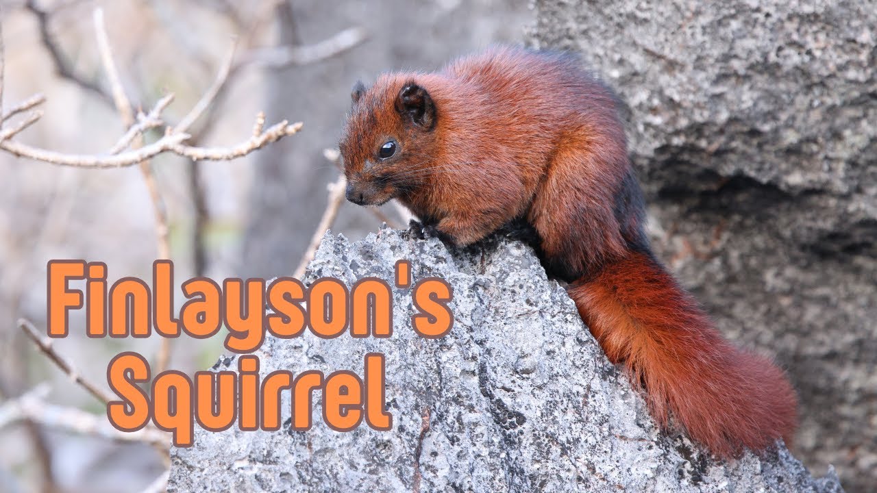 Finlayson's Squirrel: The Canopy Specialist of Southeast Asia