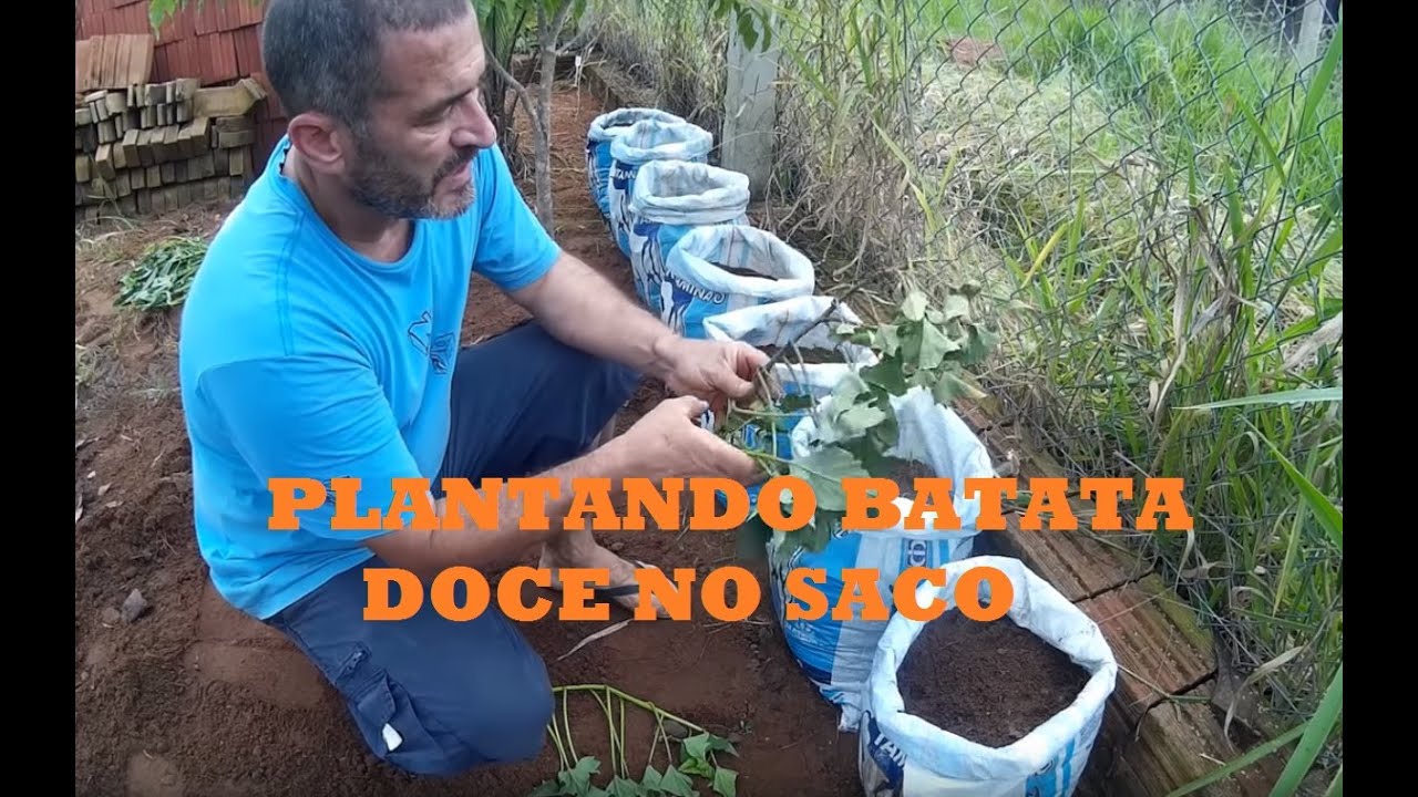 Como plantar batata doce em saco - parte 7