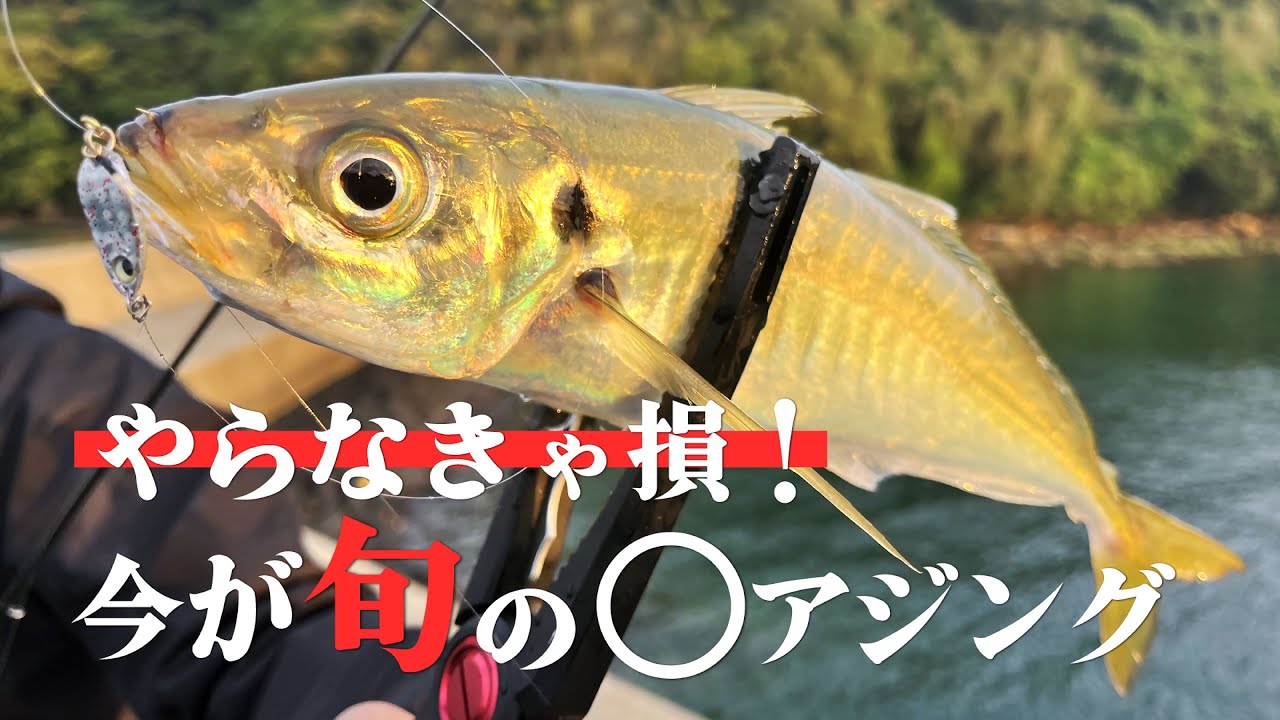 出勤前のちょこっと竿だしで爆釣！気持ちいい～