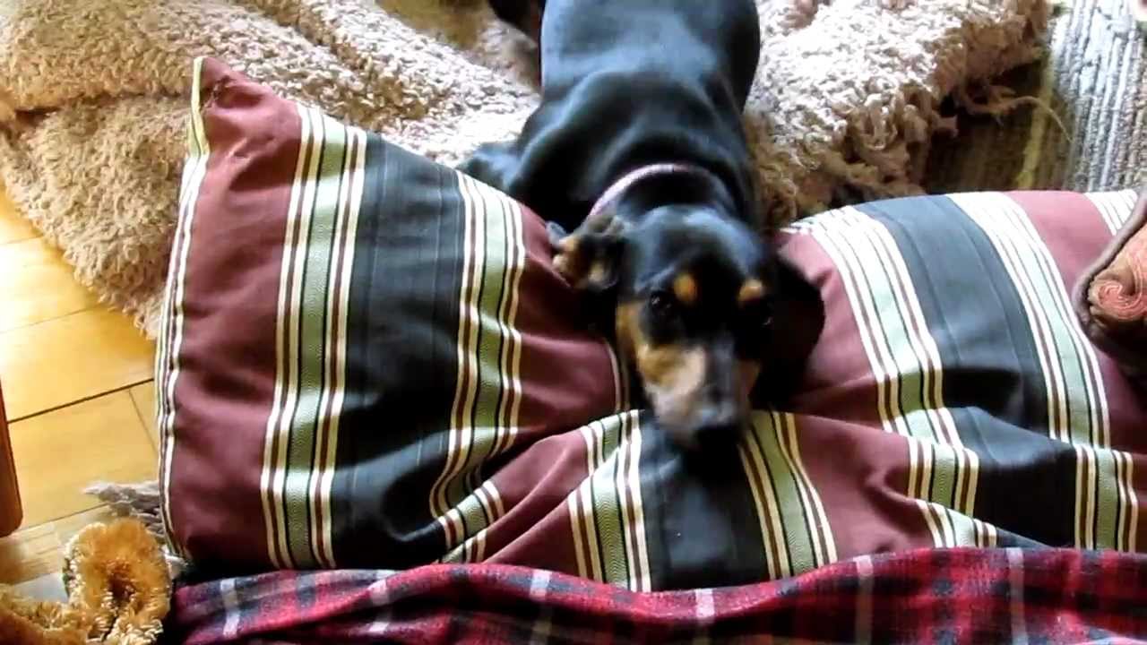 Cute Dachshund Puppy Destroys Home