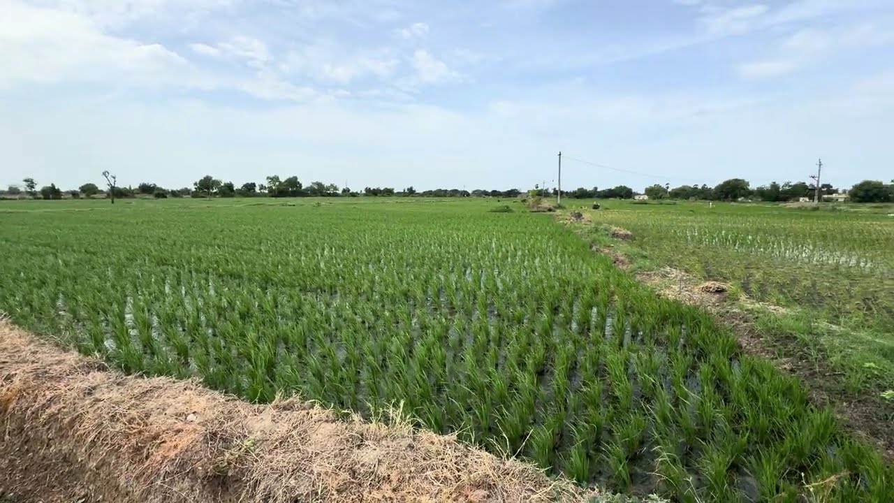 KHARIF 2025 | KNM | PADDY CULTIVATION | PRR | FARMLAND |