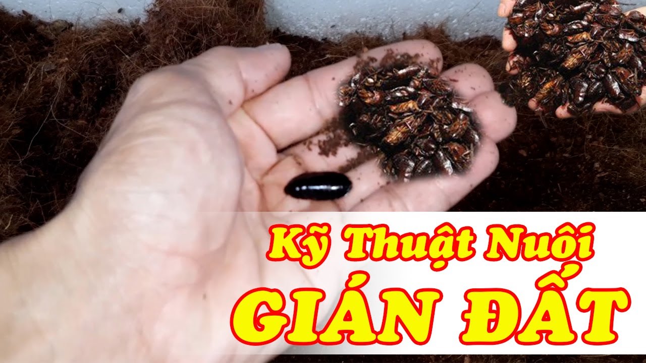 Hướng Dẫn Nuôi Gián Đất Đơn Giảm Hiệu Quả Cho Người Mới | Nhà Nông Phú Nguyễn