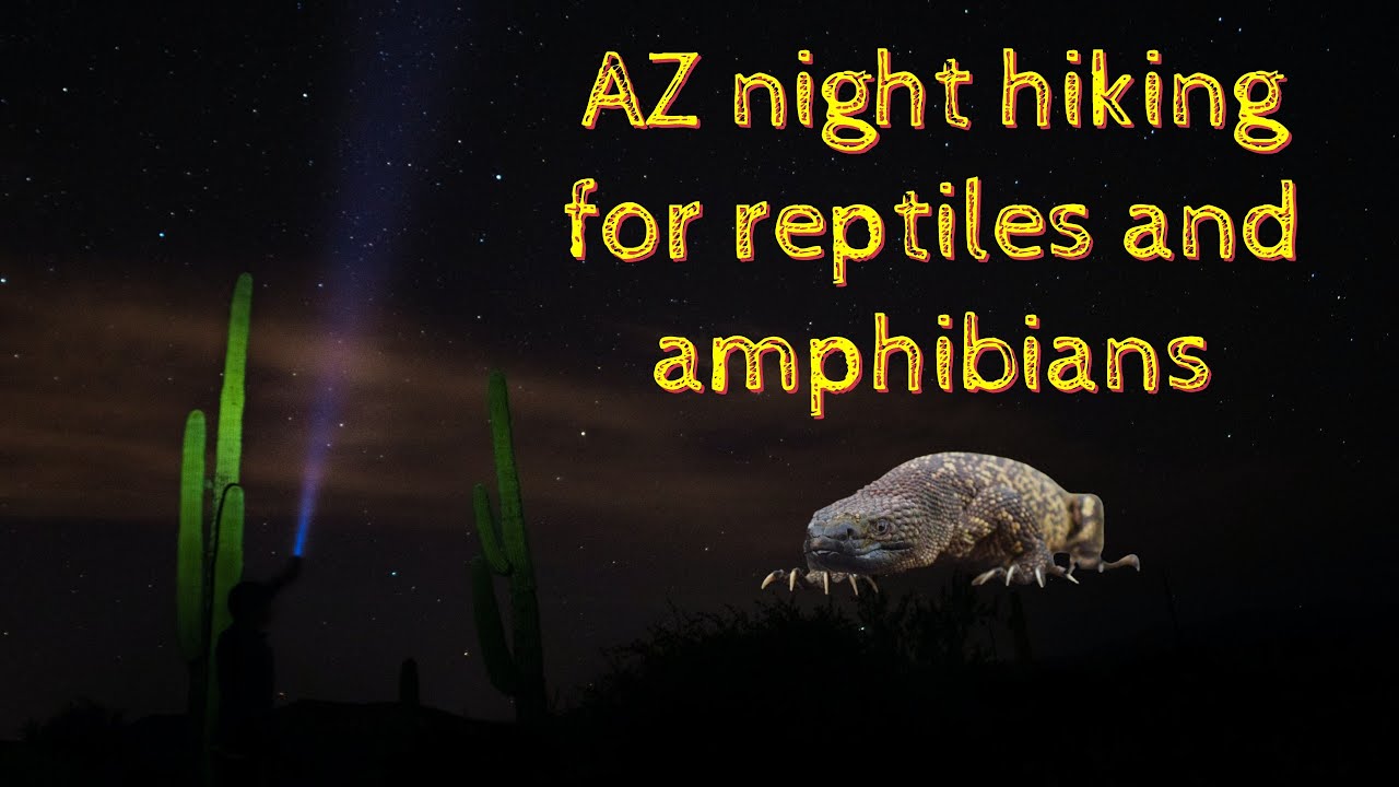 Arizona night hiking for reptiles and amphibians.