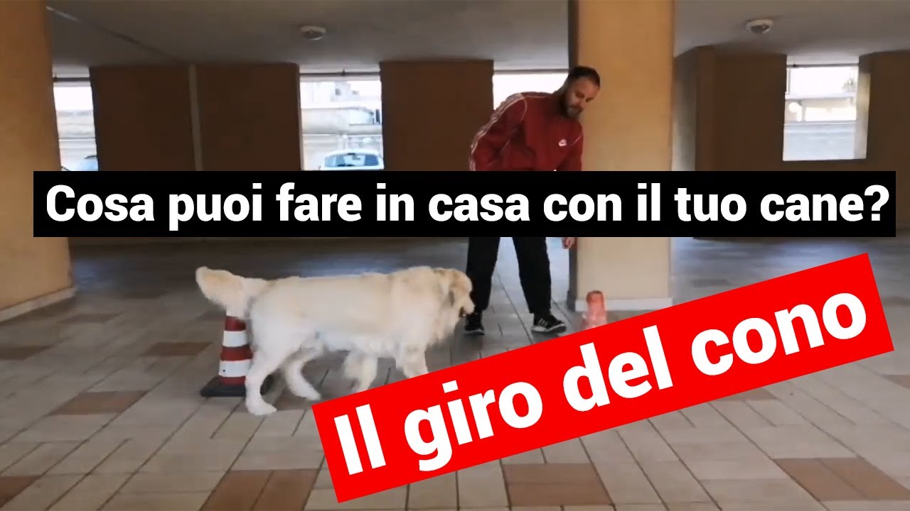 ⏩ Cosa Puoi Fare in Casa Con il Tuo Cane?➰ Il Giro del Cono ➰ | Giuliano Addestratore