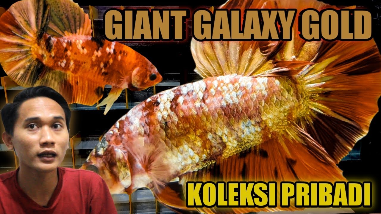 CUPANG GIANT GALAXY GOLD !!! KOLEKSI PRIBADI SAYA